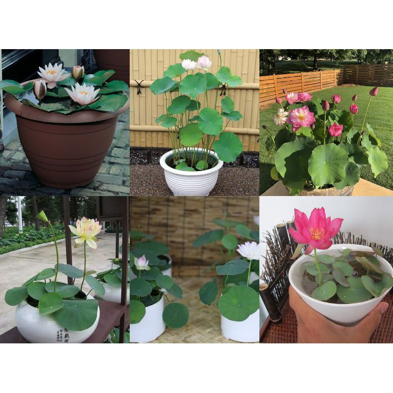 HG3b 10Hạt Giống Hoa Sen Nhật Mini 10 màu luckyseed hạt siêu rẻ