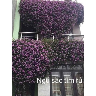 10 cây ngũ sắc tím rủ