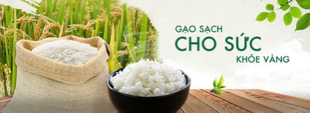 5kg gạo Trân châu hương Vinaseed