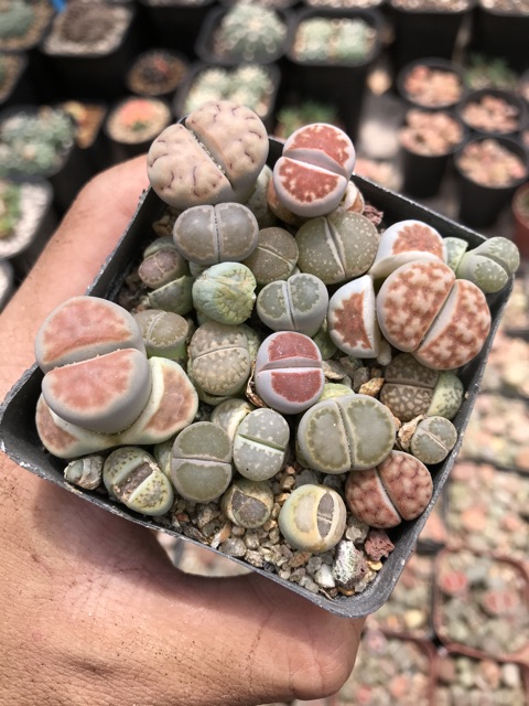 Hoa đá thạch lam liptop