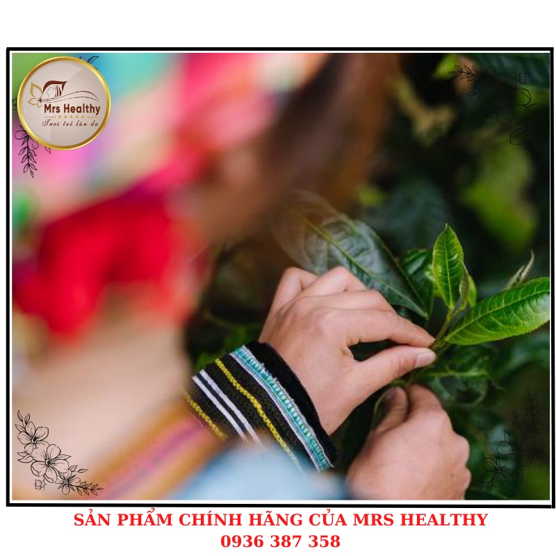 Trà Shan Tuyết Cổ Thụ Hữu Cơ - Loại Đặc Biệt Cao Cấp - Chè Shan Tuyết Cổ Thụ Suối Giàng Túi Zip 250gram.MrsHealthy.vn