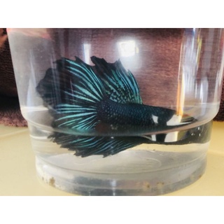 Betta Siêu Đẹp  1 em .Tặng Thức  ăn