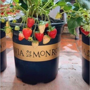 ẢNH THẬT - Chậu nhựa trồng hoa Monrovia/Sprouting đủ size - Chậu Mon hàng dày,hàng đẹp và nhựa bền