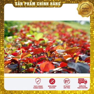Hạt giống rau dền đỏ cao sản dễ trồng