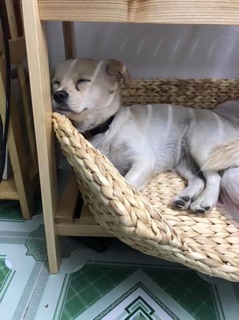 Ổ chó lục bình
