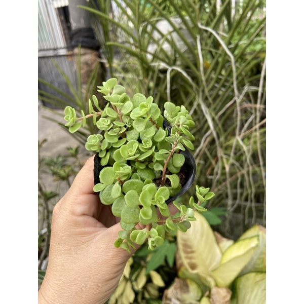 Sedum đồng tiền