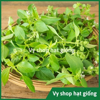 Hạt giống lá é trắng Thái Lan gói 600 hạt