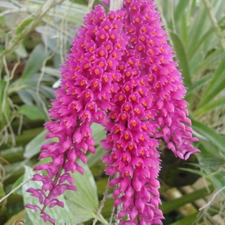 Hoa lan Báo hỷ chỉ 165k cho 1 kg