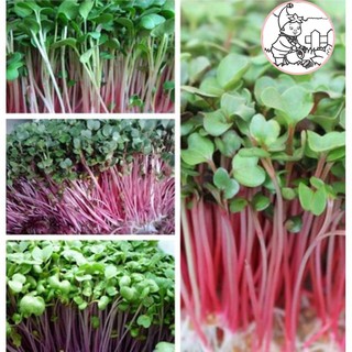HẠT RAU MẦM CỦ CẢI ĐỎ - GÓI 20 GRAM