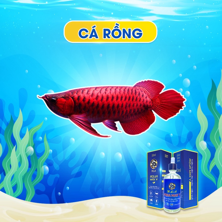 Aqua Max V Hỗ Trợ Trị Bệnh Cá Rồng, Trị Nấm Trắng, Nấm Đen, Xù Vảy, Xuất Huyết Vảy HLA