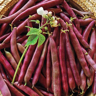 Hạt Giống Đậu Cove Tím (10 Gr) - Dễ Trồng, Năng Suất Cao - MUA 3 TẶNG 1 CÙNG LOẠI