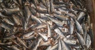 Cá nục khô cửa Lò ( loại 1)
