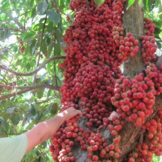 Cây giống dâu da đất
