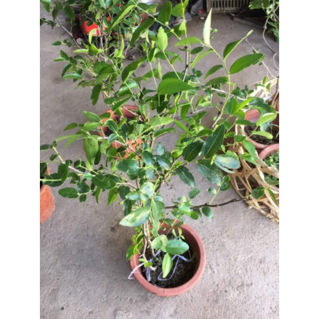 Cây Giống Hồng Táo