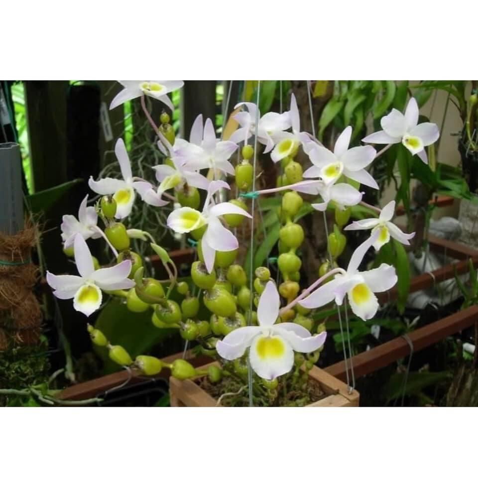 Hoa Lan  chuỗi ngọc