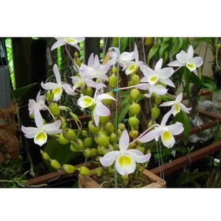 Hoa Lan  chuỗi ngọc(1 bó)
