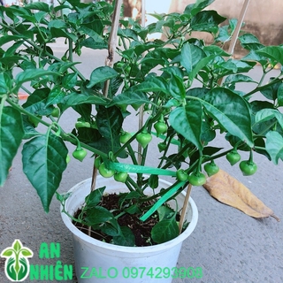 Chậu Ớt Kiểng Trái Tim Hàng Đẹp