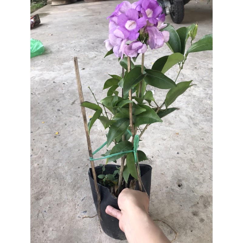 Caykiengsadec Lan tỏi + tặng phân bón