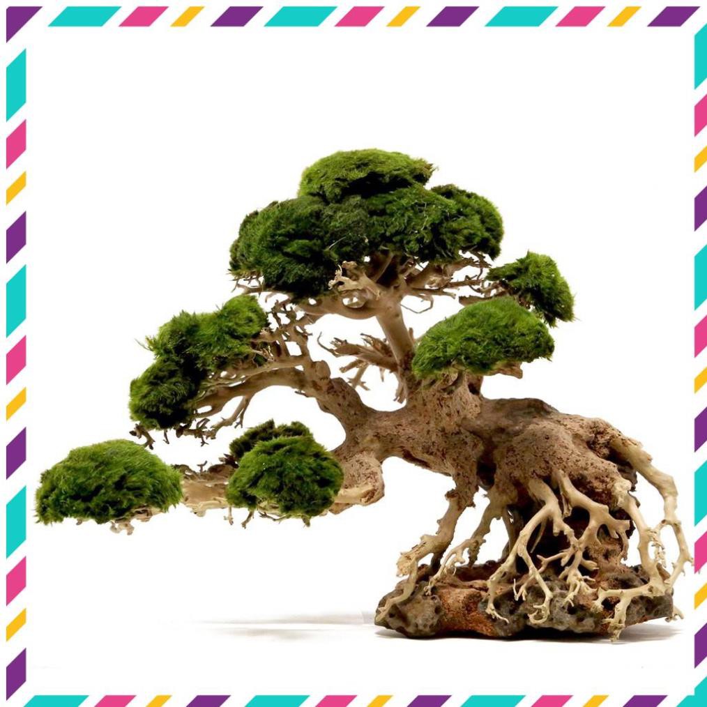 [Siêu Rẻ] Lũa Bonsai mini cho bể cá thủy sinh 25x20