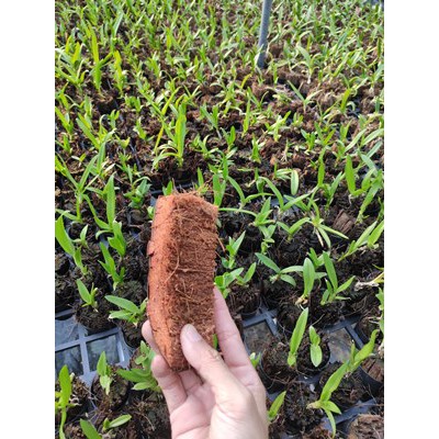 Xơ dừa trồng cây hoa lan Dendro từ pot đến trưởng thành
