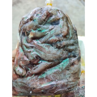 Cá bống miền tây - 500g
