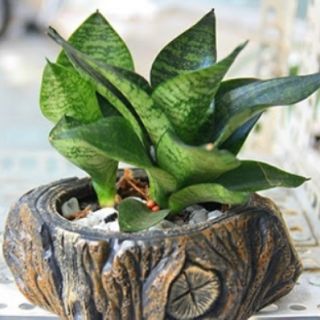 🌿Combo 04 cây Lưỡi Mèo🌿
