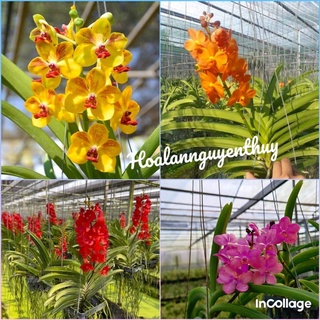 Lan Asco đủ màu cây trưởng thành