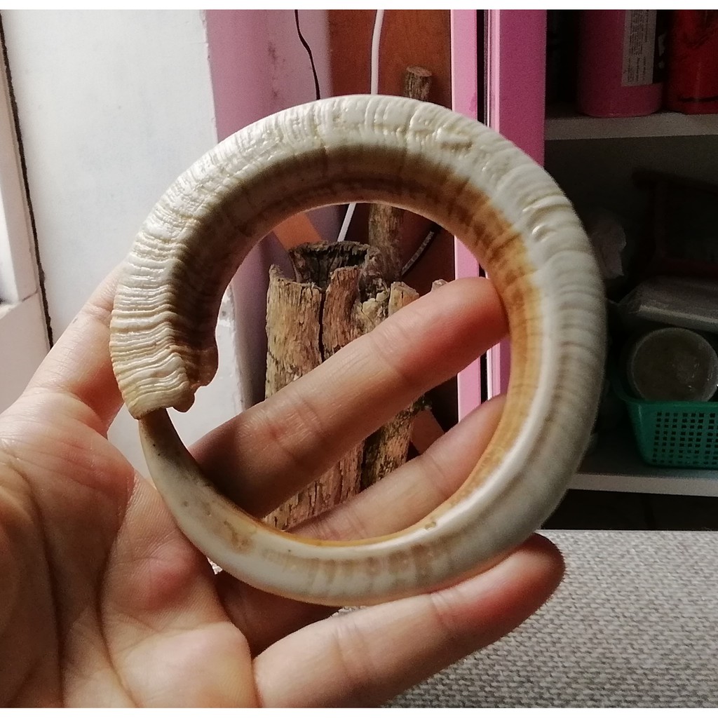 Vòng đeo tay nanh mỹ nghệ