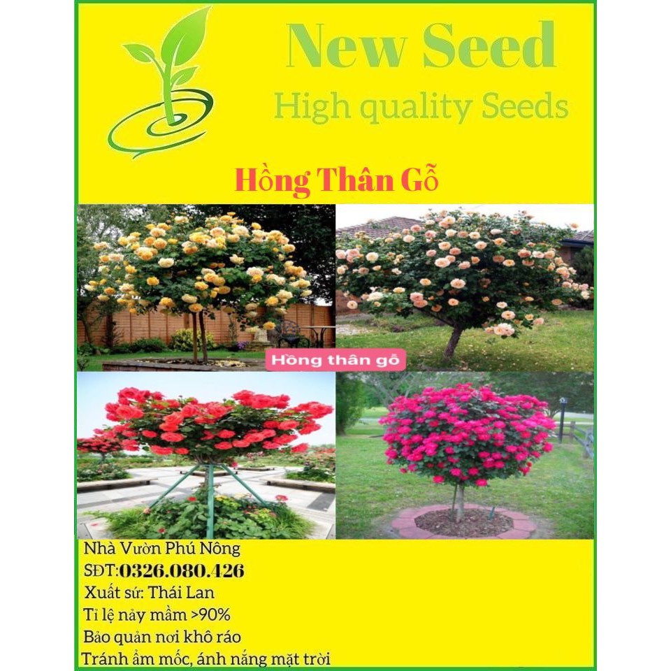 Hạt giống hồng thân gỗ F1 loại mix nhiều màu dễ trồng dễ chăm sóc kháng sâu bệnh [ Gói 50gram,100gram ,200gram]
