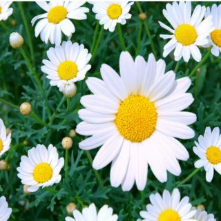 HẠT GIỐNG HOA CÚC CHI TRẮNG (100 hạt)