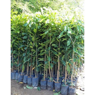 cây giống Lộc Vừng