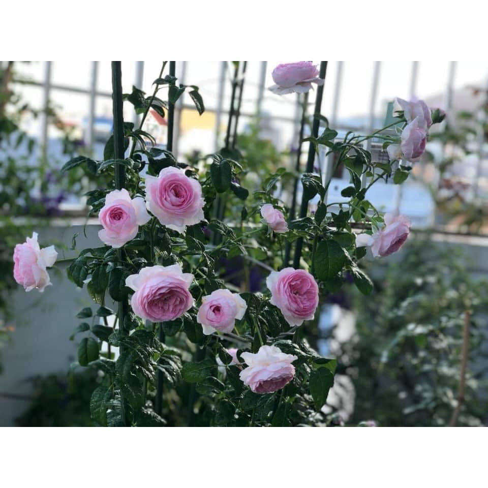 Hoa Hồng Ngoại Mon Coeur cô nàng đến từ xứ sở Nhật Bản - có hương thơm mạnh-hoangoaimelinh