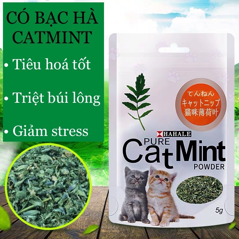 Cỏ Bạc Hà Mèo Catnip Hahale