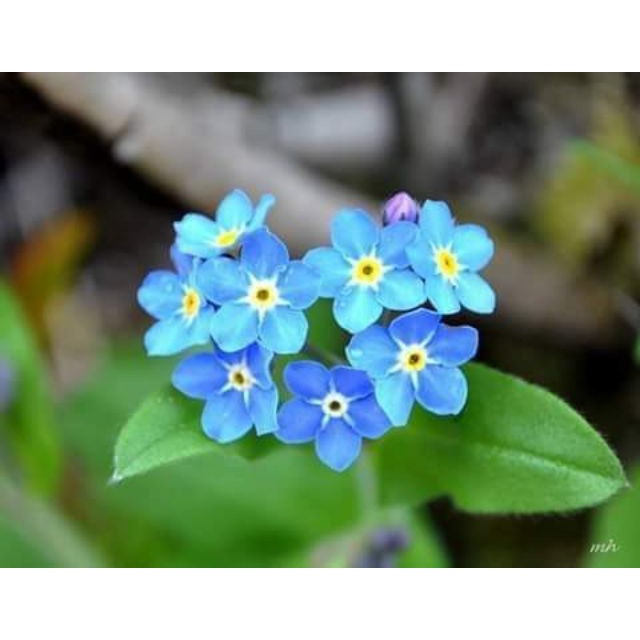 Shop 1k - Hạt Giống Hoa Lưu Ly Forget Me Not   tặng kèm Thuốc kích mầm + 5 hạt hướng dương lùn siêu bông)