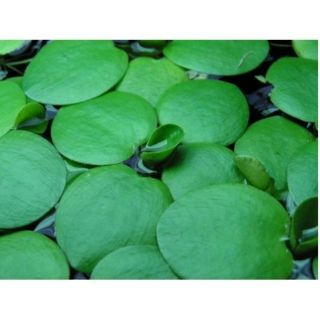 0,5kg Bèo Nhật