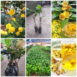 Trà hoa vàng loại to 55k