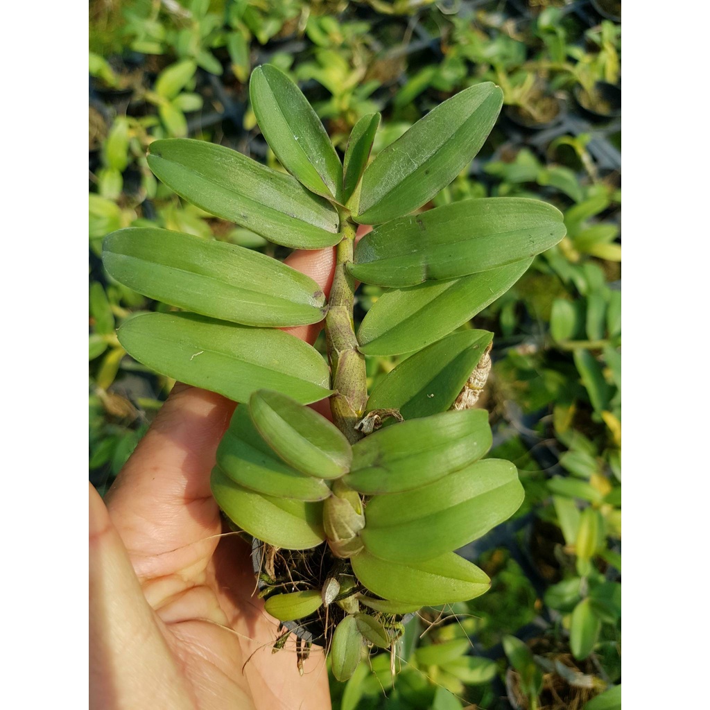 [Siêu Sale] combo 10 loại giã hạc đăkgle, chugiangsin, easo,....