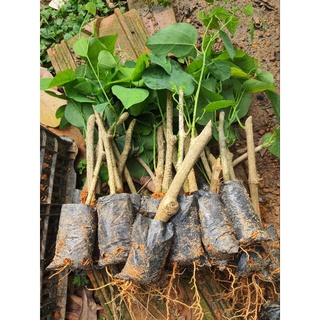 combo 5 cây giống rau bò khai  ngọn tím lá xanh