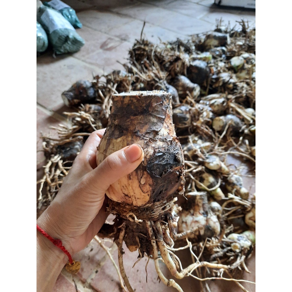 CỦ BẠCH TRINH BIỂN( CỦ NHƯ HÌNH ĐĂNG)