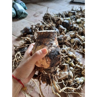 CỦ BẠCH TRINH BIỂN( CỦ NHƯ HÌNH ĐĂNG)