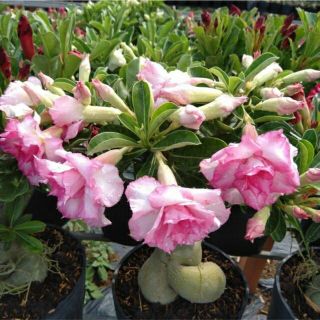 Cây sứ kỳ duyên ....siêu hoa