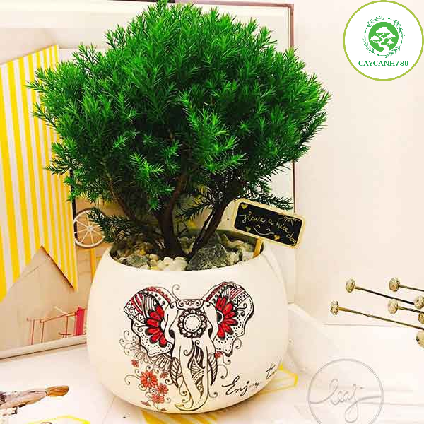 Tùng bồng lai ( ảnh thật số 2)