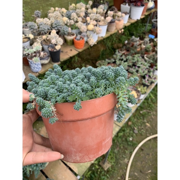 SEN ĐÁ SEDUM HOA HỒNG