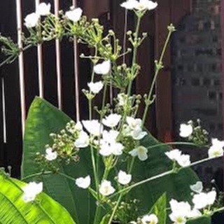 Cây bách thủy tiên