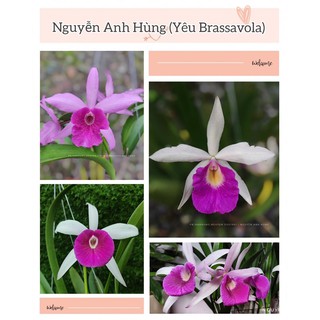 Hoa lan brass xổ chậu trưởng thành phi 12