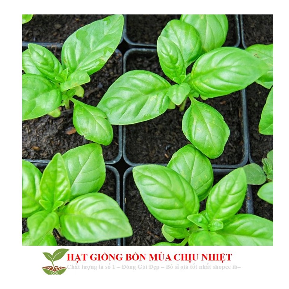 Gói 100 Hạt Giống Húng Quế (Ocimum basilicum