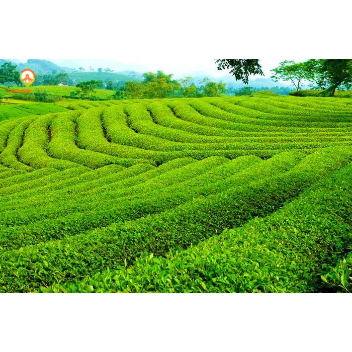 E-VOUCHER TOUR ĐÀ LẠT