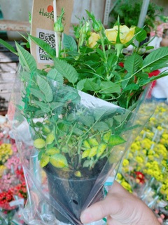 Chậu hoa hồng