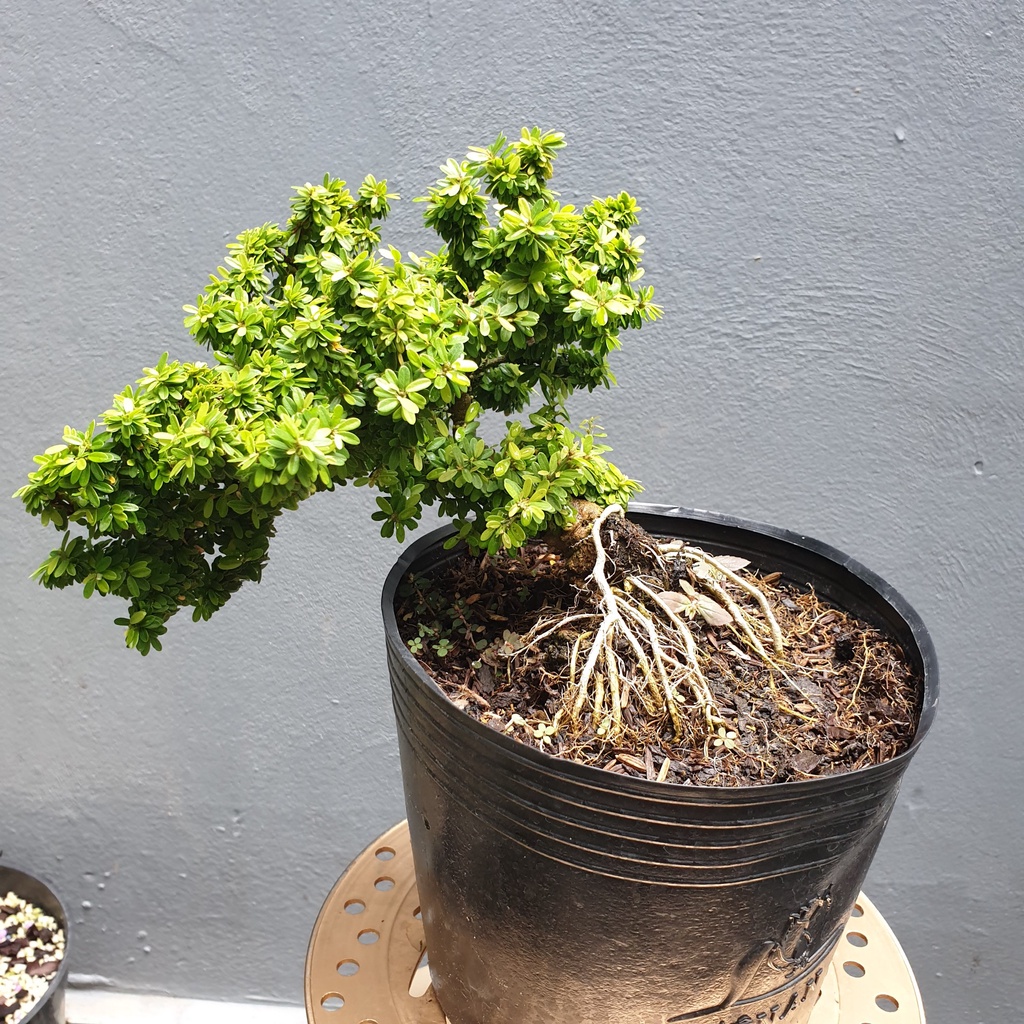 Bonsai mini linh sam hạt gạo - linh sam lá rí