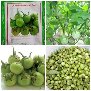 Hạt giống cà pháo xanh cao sản